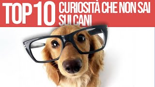 10 Curiosita' Sui Cani Che Non Conoscevi by Funny Pets 260 views 1 year ago 5 minutes, 44 seconds