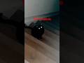 The creature 👹 #larry #cat #memes