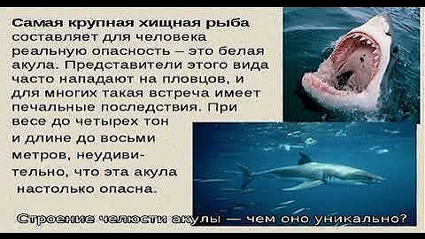 Сколько у большой акулы зубов: схема челюсти, жаберных дуг, количество зубов и рядов акульих зубов 