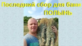 Заготовка полыни в баню