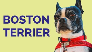 Raza de Perro Boston Terrier: Características de la raza, cuidados e historia by Cosmos Perruno 9,472 views 1 year ago 5 minutes, 39 seconds