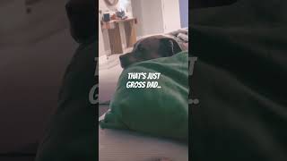 When You Have A Clingy & Jealous Dog.