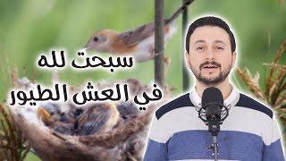 سبحت لله في العش الطيور - نصر الدين طوبار | اداء محمد الصاوي #إنشاد