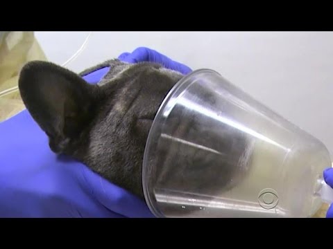 Video: Bevestigde Gevallen Van Canine Influenza Spike In Michigan