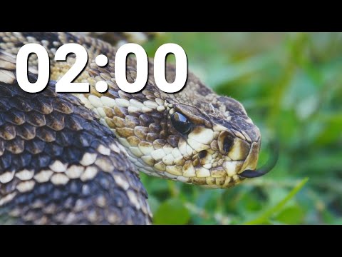 2 Minute Countdown Timer With Alarm