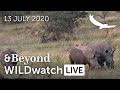 WILDwatch Live | 13 July, 2020 | Afternoon Safari | South Africa