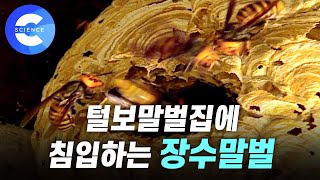 털보말벌을 전멸시키는 장수말벌