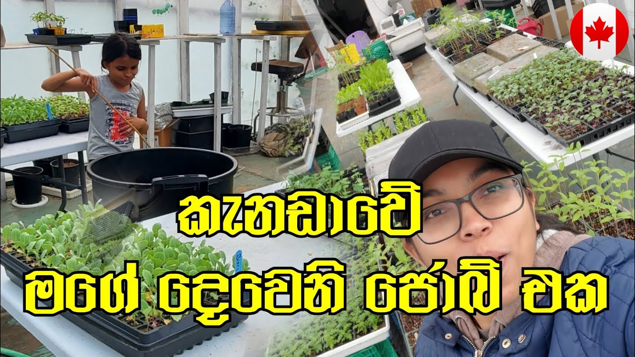 කැනඩාවේ මම කරන දෙවෙනි ජොබ් එක | My Second Job In Canada | සිංහල | Canada Sinhala Vlogs @SehaVlogs