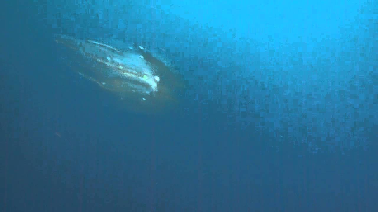 Dive4 1 Snake Pit 201 Electric Jellyfish YouTube