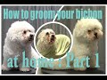 How to groom your bichon at home: Part 1: the prep work