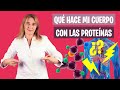 ESTO HACE tu CUERPO con las PROTEÍNAS | Papel de las proteínas de la dieta | Nutrición y Dietética