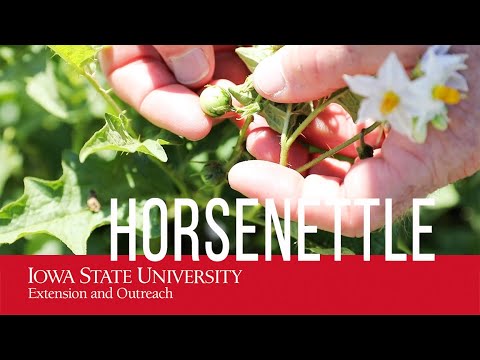 Video: Pengenalan Horsenettle: Petua Mengenai Racun Herba Kuda Dan Kawalan Organik