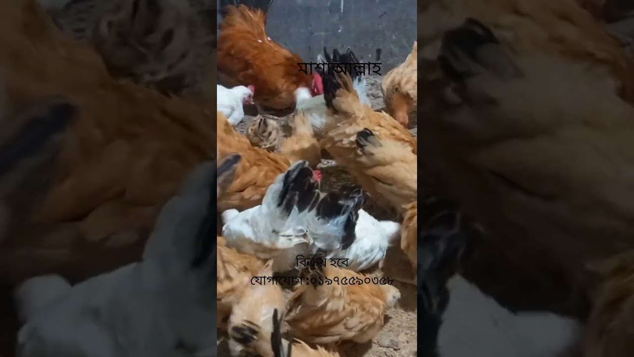 Japanese Bantam Rooster and Hen