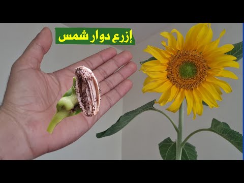 فيديو: كيفية صنع سرير على المسرح: 14 خطوة (بالصور)