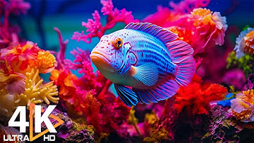 The Best 4K Aquarium - Dive Into The Mesmerizing Underwater Realm, Sea Jellyfish, Coral Reefs