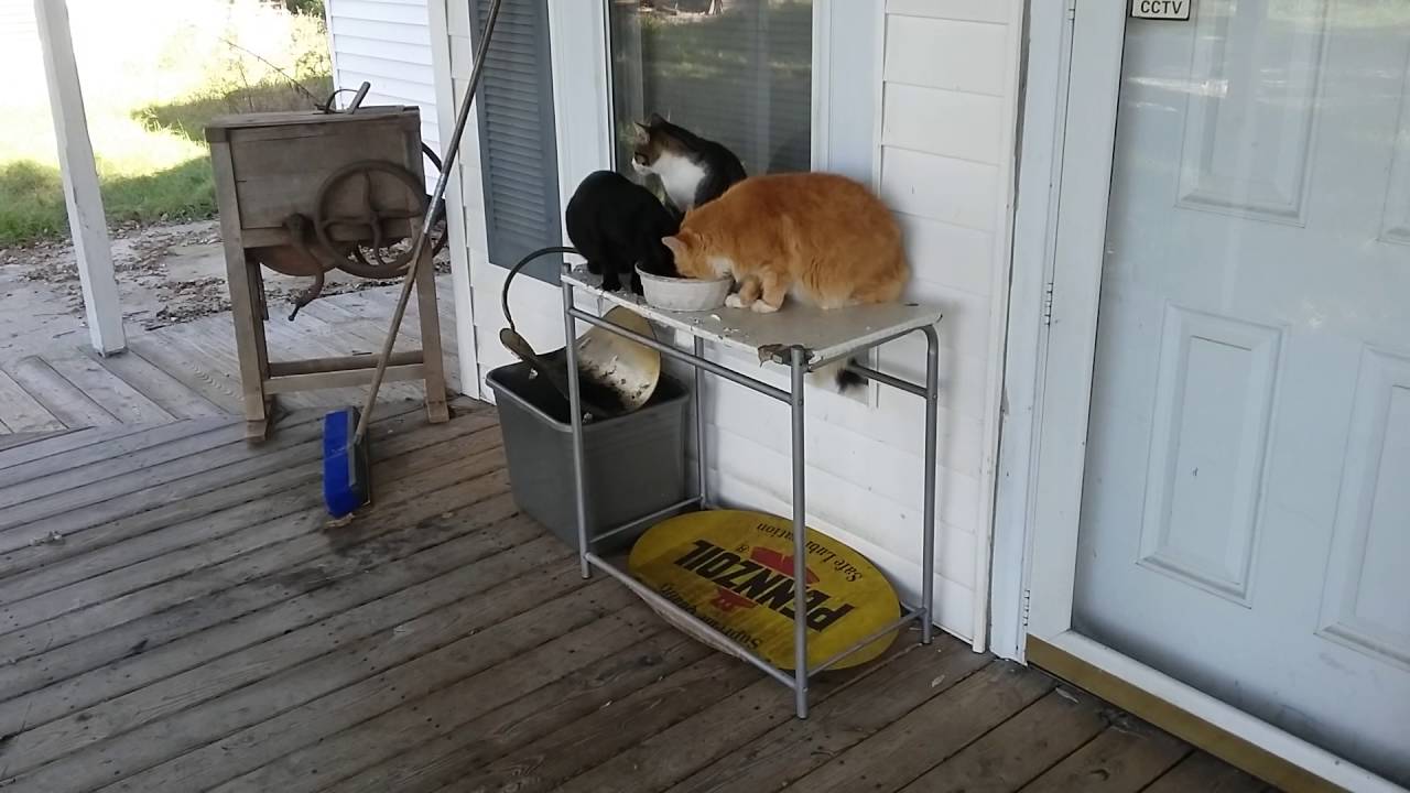 Breakfast for my feral cats YouTube