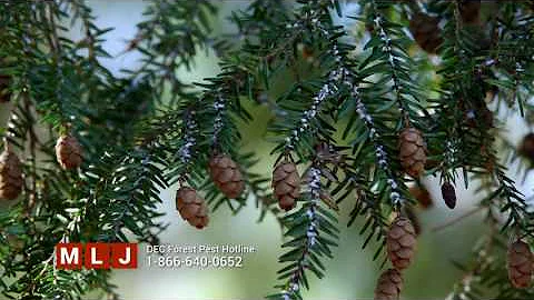 Invasive Hemlock Woolly Adelgid Discovered in the Adirondacks
