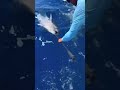 Catch and release one more time!!!! #finhunters #finhuntersgear #deepbomb #tunafishing #bluefintu...