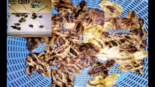 خروج الصيصان من البيض في المفقسة اليدوية- quails hatching - amazing moments