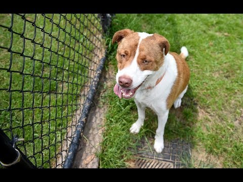 Fourth of July Pet Care