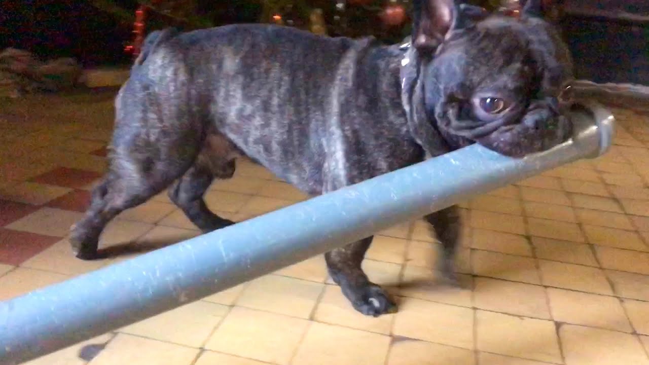 Французский бульдог и САНТЕХНИЧЕСКАЯ труба - YouTube