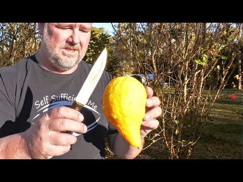 I Grew One of the Rarest Citrus Fruits in the world? I Think... | Citron