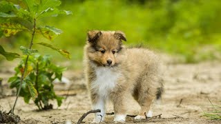 Caring for Your Shetland Sheepdog Grooming Frequency for Dogs with Curly Coats