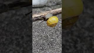 Scargo season🐌 #youtubeshorts