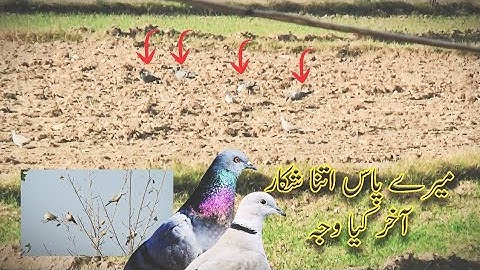 میرے پاس اتنا شکار کیا آپ کے پاس بھی اتنا ہے ۔اتنے شکار کی وجہ؟