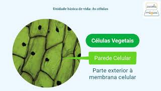 Unidade básica de vida: As células