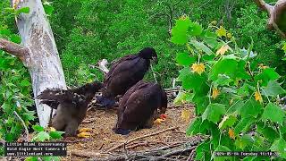 Little Miami Conservancy Bald Eagle 14.05.2024 11:03