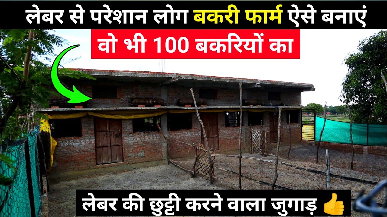 लेबर से परेशान लोग ऐसे बनाए Bakri farm shed वो भी 100 बकरियों का | Goat farming in India