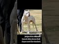 Getting A Dogo Dogoargentino Puppies Cachorrors Reputablebreeder Knowledge Dogopuppy