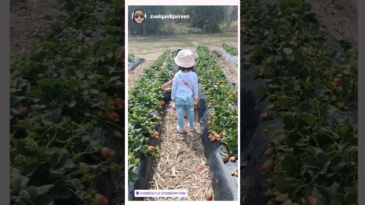 Chambers Flat Strawberry Farm