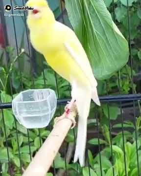 kenari sf gacor #kenari