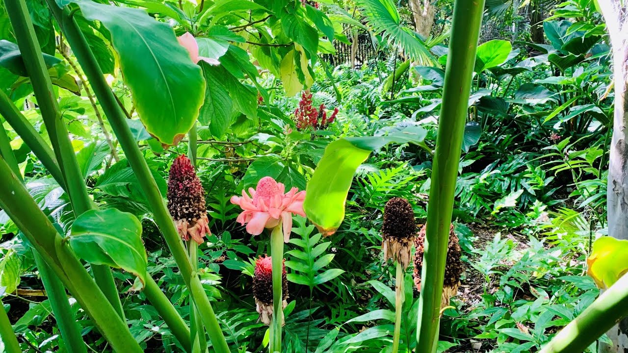 Lush Green Miami Beach 4K morning Walk w Sharkmama - Botanical Garden in South Beach, Flamingo Park