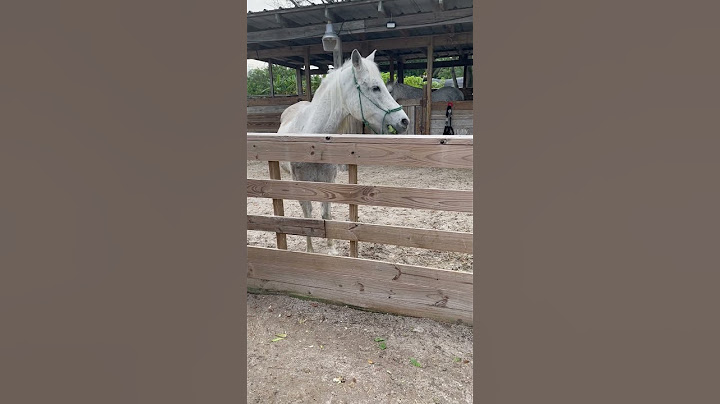 Horse Eats Lettuce