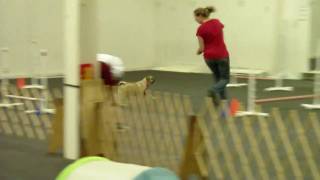 Beginner Agility - Sequences (Jumps, Tunnel)