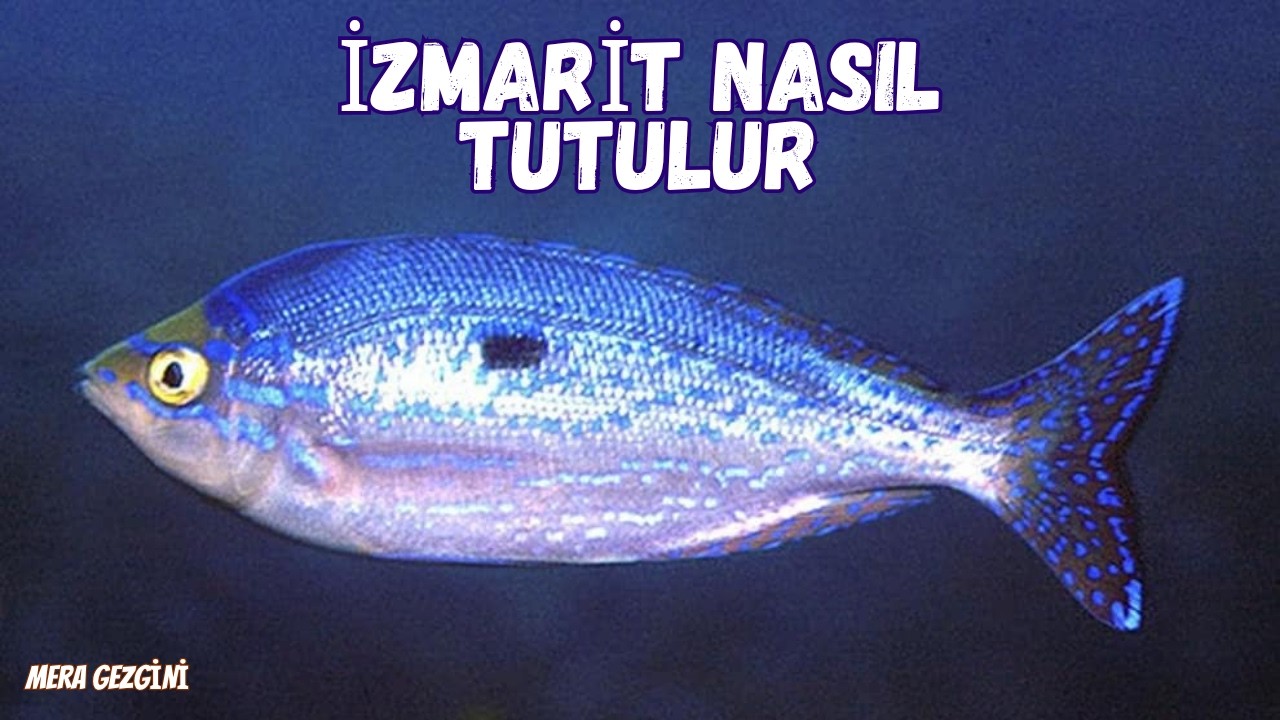 LRF İLE İZMARİT NASIL TUTULUR | EN ETKİLİ TAKIM, TEKNİK VE TÜYOLAR