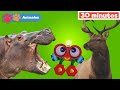 Mis Amigos Animales Con Robi Aprender Animales Educación Para Bebés Mi Primera Universidad Mis Amigos Animales Con Robi Aprender Animales Educación Para Bebés Mi Primera Universidad