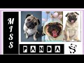 Pug Care, Behavior, and Health: Insights from Miss Panda 🐼