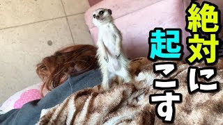ミーアキャットの赤ちゃんが頑張ってお姉さんを起こす！！【きなこ】