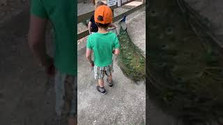 Boy walks up to peacock to pet it then gets jump on at petting zoo