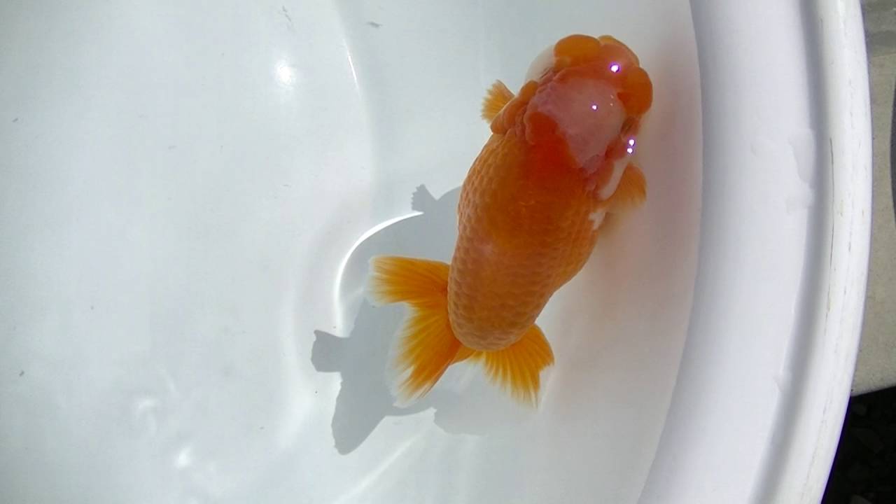 camera iphone 8 plus apk 00418