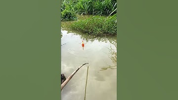 Kỹ thuật câu cá bằng lưới