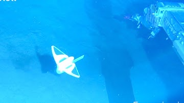 GLOBALink | Chinese scientists create bio-inspired soft robotic fish for deep-sea exploration