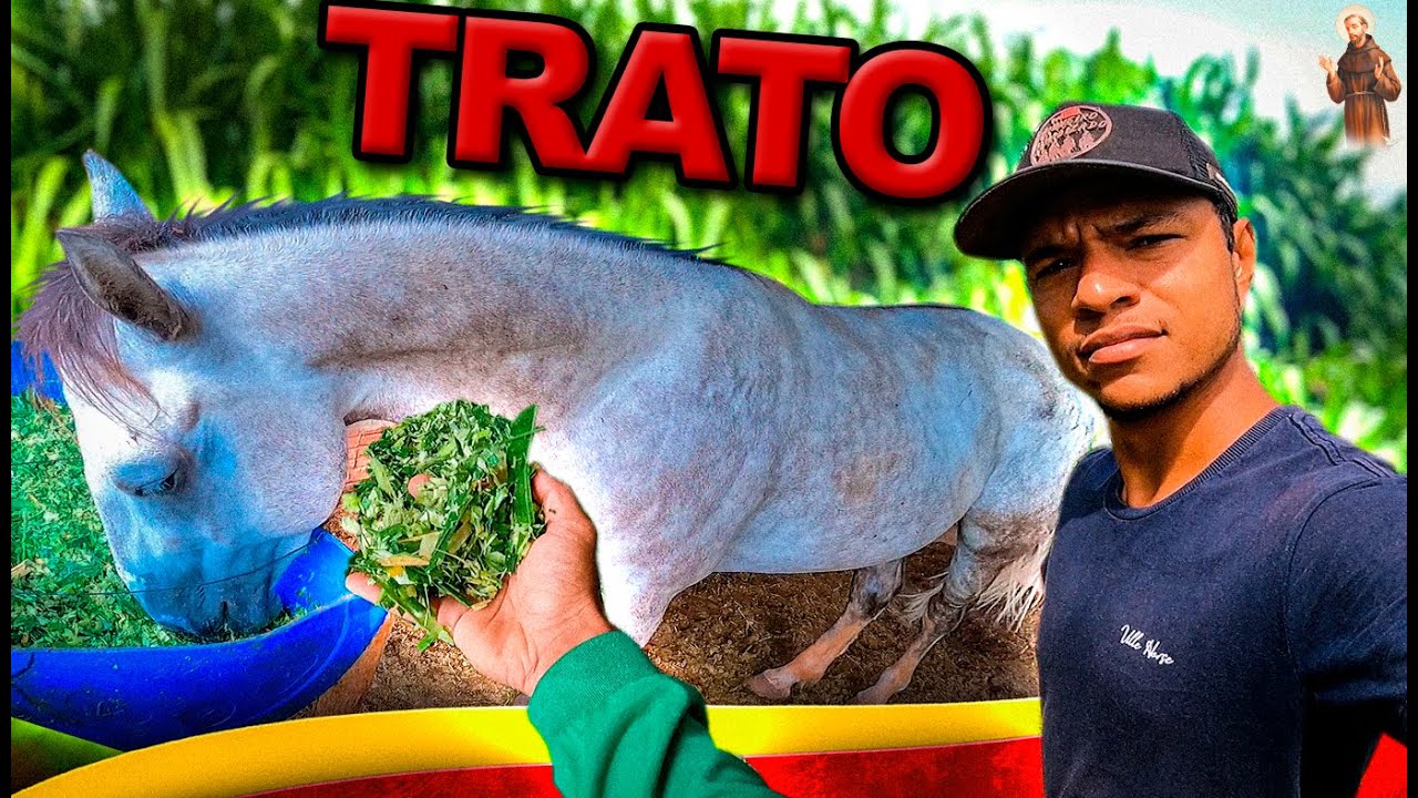 Fazendo trato para os cavalos