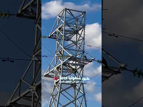 طيور منغوليا 2025 عدد كبير من الطيور الحرار منوة كل طاروح التغطيه  