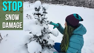 STOP Snow Damage on Evergreens ❄️ Do This NOW