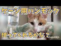 ケージ用ハンモック、使ってくれるかな？Can you use a hammock for cage?